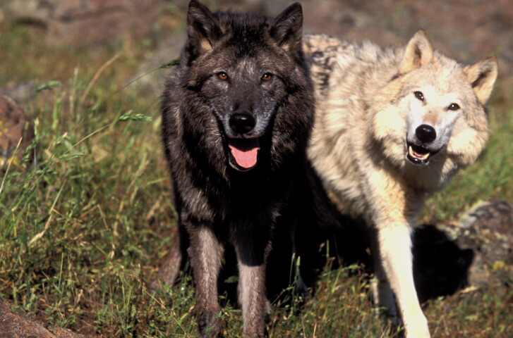 black-and-white-wolves-in-grass.jpg